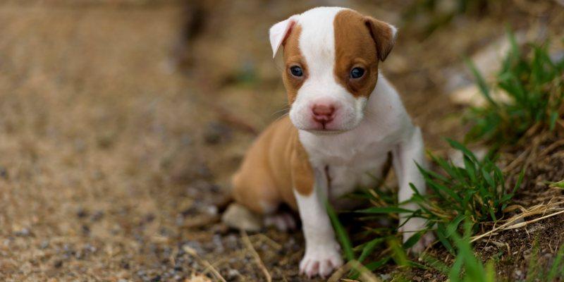 Pitbull Puppies - Buying The Best One In The Batch