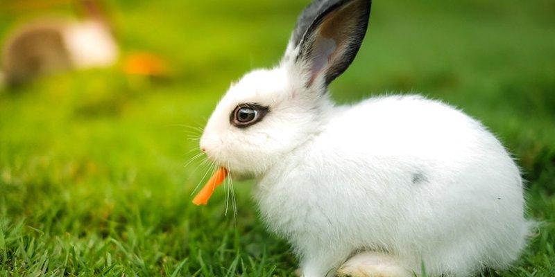 Rabbit Food and Sweet Treats Reviews